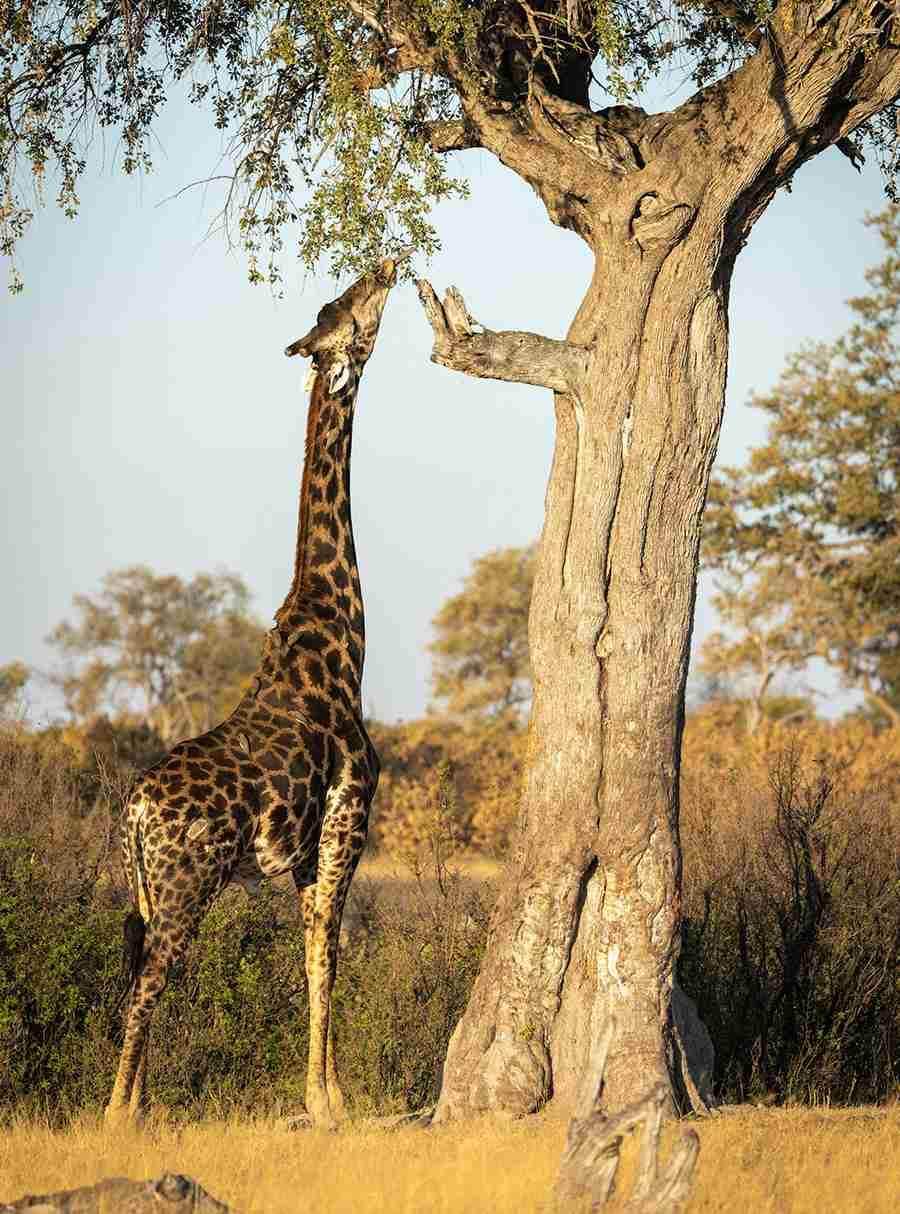 Exciting Things to Do in Zimbabwe. Short break holidays tour packages Pikme.org